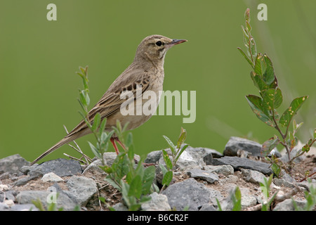 Nahaufnahme der Tawny Pieper (Anthus Campestris) auf Kieselsteinen Stockfoto