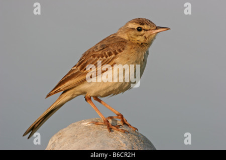 Nahaufnahme der Tawny Pieper (Anthus Campestris) auf Stein Stockfoto