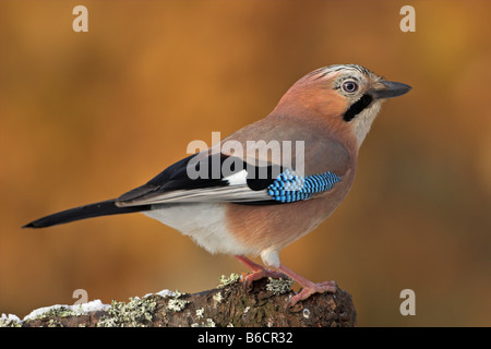 Nahaufnahme der Eichelhäher (Garrulus Glandarius) hocken auf Ast Stockfoto