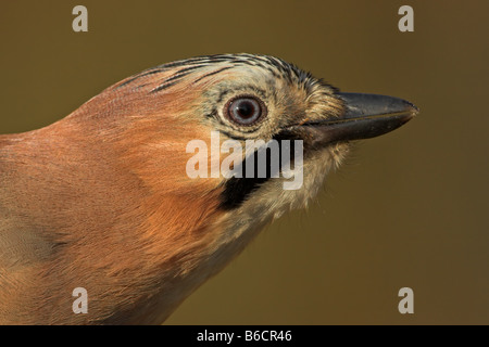 Nahaufnahme der Eichelhäher (Garrulus Glandarius) Stockfoto