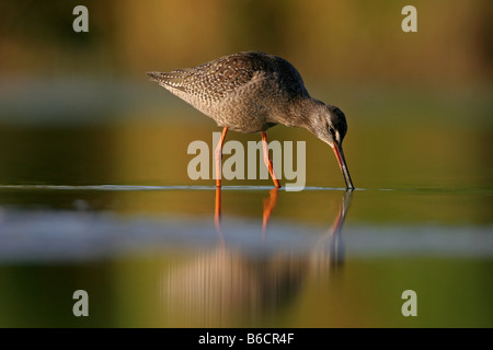 Nahaufnahme von Spotted Rotschenkel (Tringa Erythropus) im Wasser auf Nahrungssuche Stockfoto