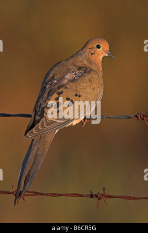 Close-up of Mourning Dove (Zenaida Macroura) hocken auf barbwire Stockfoto