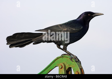 Nahaufnahme des Boot-angebundene Grackle (Quiscalus großen) hocken auf Seite Pumpe Stockfoto