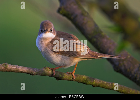 Nahaufnahme der Whitethroat (Sylvia Communis) hocken auf Zweig Stockfoto