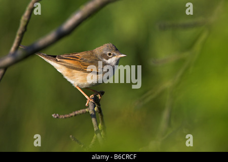 Nahaufnahme der Whitethroat (Sylvia Communis) hocken auf Zweig Stockfoto