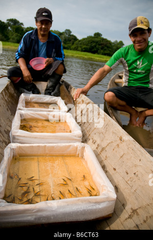 Sammlung von tropischen Fisch für Handel, Amazonas, Peru Stockfoto