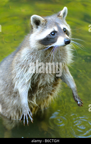 Nahaufnahme der Waschbär (Procyon Lotor) im Wasser stehend Stockfoto