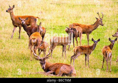 Herde von Rothirsch (Cervus Elaphus) im Feld Stockfoto