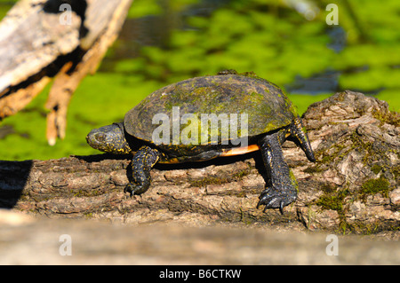 Nahaufnahme der Europäischen Sumpfschildkröte (Emys Orbicularis) Schildkröte auf Baumstamm Stockfoto