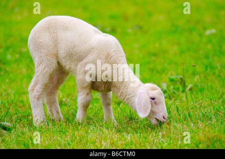Lamm Weiden Rasen im Feld Stockfoto