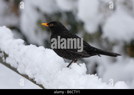 Männliche Amsel Turdus Merula auf Garten Zaun bei Schneefall Stockfoto