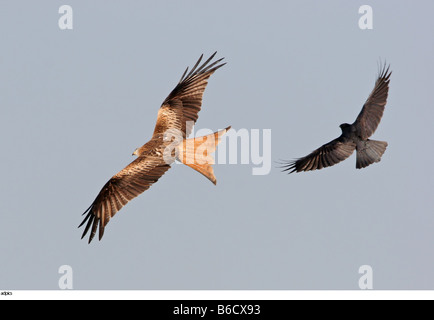 Niedrigen Winkel Blick auf zwei Falken im Flug Stockfoto