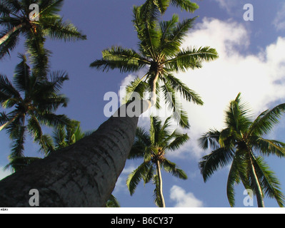 Niedrigen Winkel Blick auf Palmen Stockfoto