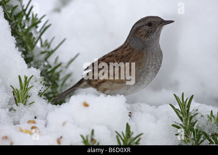 Heckenbraunelle Prunella Modularis im Schnee Stockfoto