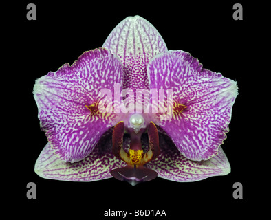 Pink Phalaenopsis Orchidee (Nachtfalter-Orchidee) auf schwarz Stockfoto