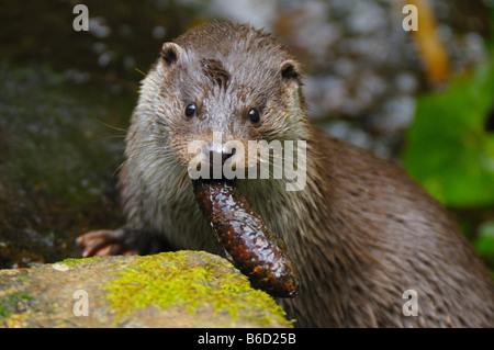 Nahaufnahme des Europäischen Fischotter (Lutra Lutra) Essen Tannenzapfen Stockfoto