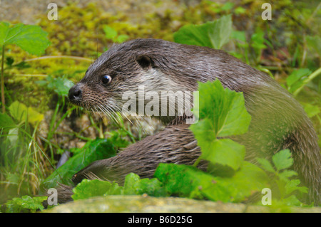 Nahaufnahme des Europäischen Fischotter (Lutra Lutra) Stockfoto