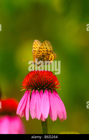 Silber-washed Fritillary (Argynnis Paphia) bestäuben Blumen Stockfoto