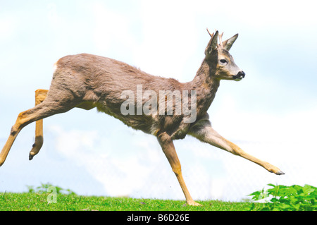 Reh (Capreolus Capreolus) Buck in Feld Stockfoto