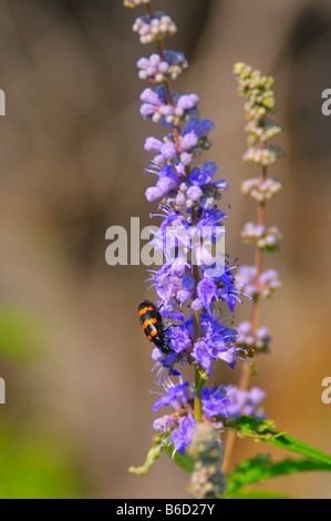 Nahaufnahme des Käfers auf Blumen Mönchspfeffer (Vitex Agnus-Castus), Kroatien Stockfoto