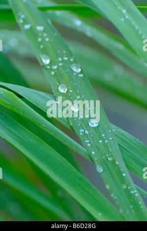 Nahaufnahme von Wassertropfen auf dem Rasen Stockfoto