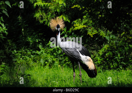 Schwarzer gekrönter Kran (Balearica Pavonina) im Feld Stockfoto