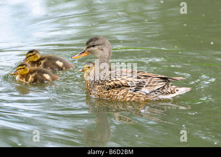 Mallard Ente (Anas Platyrhynchos) mit seinen Entchen schwimmen im See Stockfoto