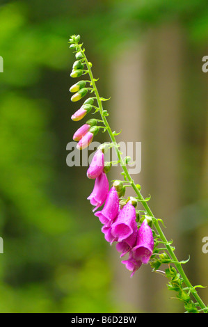 Fingerhut (Digitalis Purpurea) Blumen blühen im Wald, Bayerischer Wald, Bayern, Deutschland Stockfoto