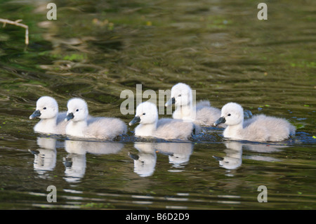 Whooper Schwan (Cygnus Cygnus) Cygnets Schwimmen im See Stockfoto