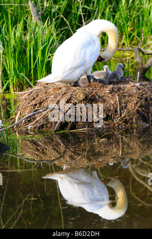 Höckerschwan (Cygnus Olor) mit seiner Cygnets im nest Stockfoto