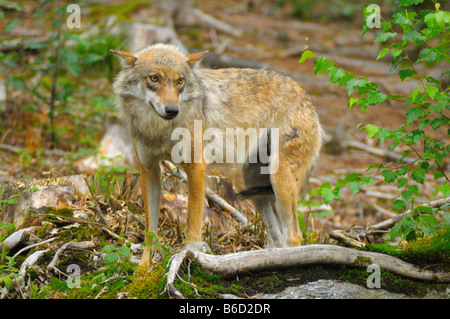 Grauer Wolf (Canis Lupus) im Feld stehen Stockfoto