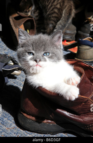 Katzen, Kätzchen im Boot Stockfoto