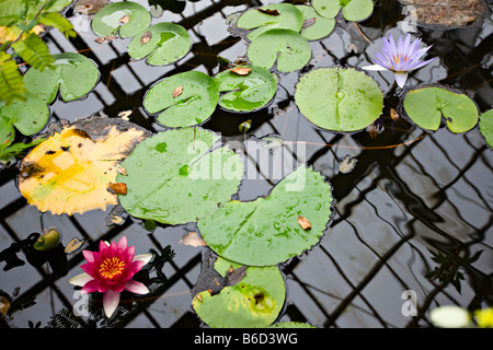 Indian Red Seerose (Nymphaea Rubra), Sapporo Botanischer Garten, Hokkaido, Japan, Asien Stockfoto