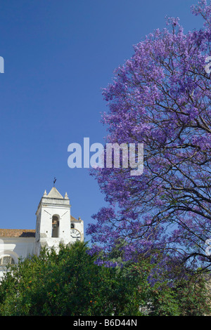 Die Kirche Igreja De Santa Maria Castelo & Jacaranda-Baum Blume, Tavira, Algarve, Portugal Stockfoto