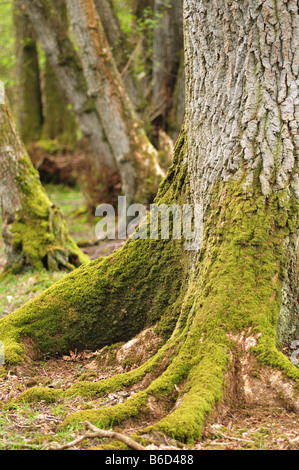 Moose an alten Bäumen in der New Forest National Park, Hampshire, England Stockfoto