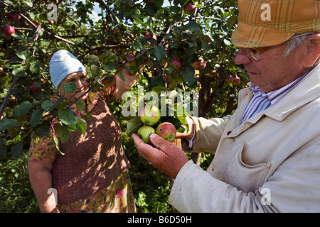 Russland, Twer, Bauer und Frau betrachtet man Äpfel am Baum. Stockfoto