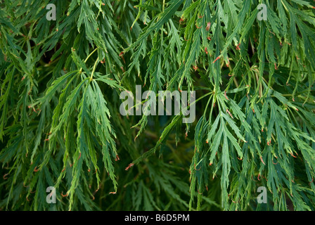 Acer Japonicum 'Aconitifolium' Stockfoto