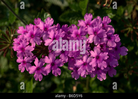 Eisenkraut "La France" Stockfoto