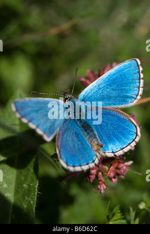 Adonis blue Butterfly, Polyommatus bellargus Stockfoto