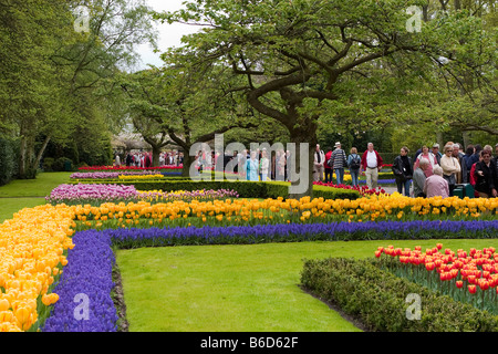 Blick auf den Garten des Colorfull Keukenhof Tulpe Blume Parks in den Niederlanden Stockfoto