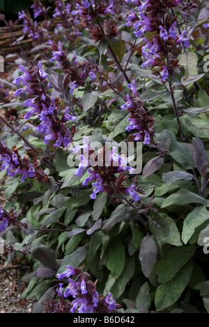 SALVIA OFFICINALIS 'PURPURASCENS', Salbei Stockfoto