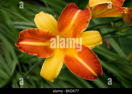 HEMEROCALLIS 'FRANS HALS' Stockfoto