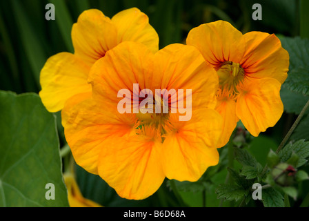 Tropaeolum Majus, Kapuzinerkresse Stockfoto
