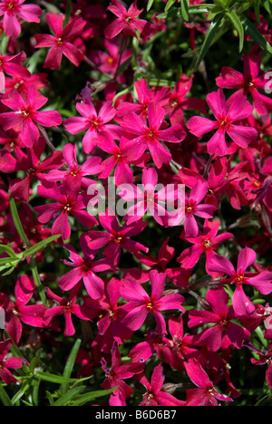 PHLOX SUBULATA, SCHARLACHROTE FLAMME. Stockfoto