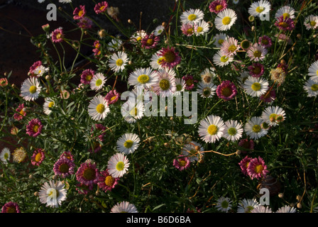 Erigeron Karvinskianus (E. Mucronatus) Stockfoto