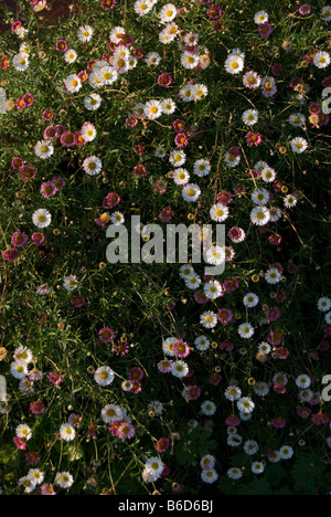 Erigeron Karvinskianus (E. Mucronatus) Stockfoto