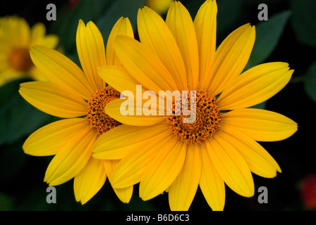 Heliopsis Helianthoides, glatte Oxeye. Stockfoto