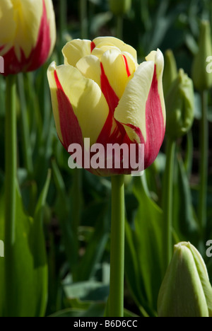 Tulpen, TULIPA 'WORLD EXPRESSION' Stockfoto