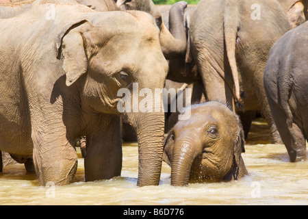 Junger Elefant Kalb unter anderen Elefanten stehen in einem seichten Fluss in der Nähe von The Pinnawela-Elefantenwaisenhaus in Sri Lanka Stockfoto