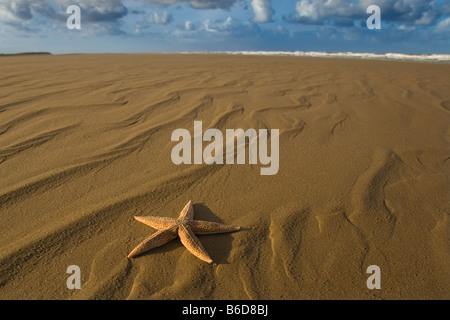 Seesterne Asterias Rubens auf die Tideline Holkham Beach-Norfolk UK Stockfoto